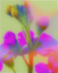 blurry photograph of flowers in pink and yellow