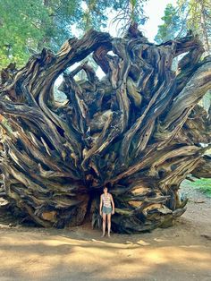 Just as impressive underground as above ground, I was truly humbled by these ancient giants. Sequoia and Kings Canyon National Parks. Cr : Jessie White