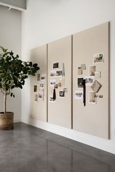 a potted plant sitting on top of a cement floor next to two wall mounted pictures