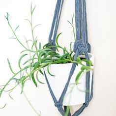 a potted plant hanging from a rope on a white wall with green plants in it