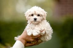 a person holding a small white dog in their hand