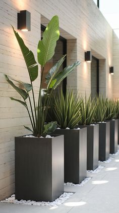 three planters are lined up against the wall