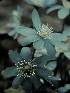 blue flowers with white stamens are blooming in the dark garden, close - up