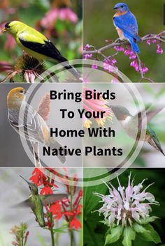 birds sitting on top of flowers with the words bring birds to your home with native plants