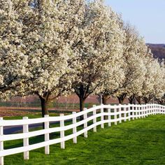 a white fence is lined with blooming trees