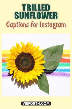 a sunflower with the caption captions for instagram on it, in front of a rainbow striped background