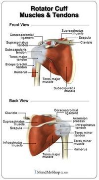 Supraspinatus Muscle, Rotator Cuff Muscles And Tendons, Anatomy Muscles