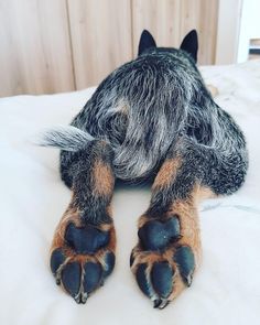 a dog laying on top of a white bed