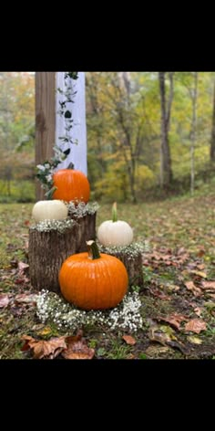 three pumpkins sitting on top of a tree stump in the woods with leaves around them