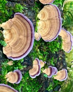 many mushrooms growing on the side of a tree