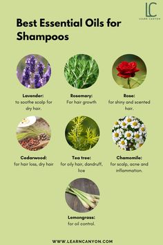 Lavender: to soothe scalp for dry hair.

Rosemary: For hair growth.

Rose: for shiny and scented hair.

Cedarwood: for hairloss, dry hair

Tea tree: for oily hair, dandruff, lice

Chamomile: for scalp, acne and inflammation.

Lemongrass: for oil control. Rosemary For Hair Growth, Hair Rosemary, Cosmetic Formulation, Rosemary For Hair, Scalp Acne, Oils For Dandruff, Hair Growth Challenge, Hair Tea