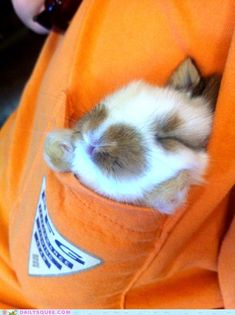 a small brown and white kitten sleeping in an orange pocket