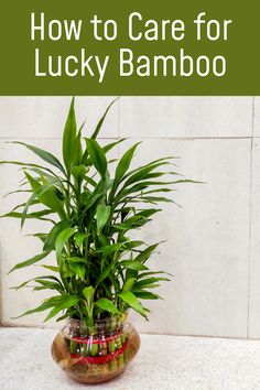 a potted bamboo plant sitting on top of a counter with text overlay that reads how to care for lucky bamboo