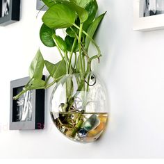 a potted plant in a glass vase hanging on a wall with pictures above it