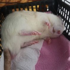 a white rat is sleeping in a basket