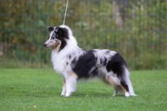 a black, white and brown dog standing on top of a green grass covered field