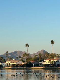 several birds are swimming in the water near some houses and palm trees with mountains in the background