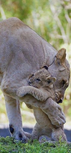 two lions playing with each other in the grass