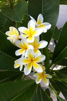 the yellow and white flowers are blooming on the tree