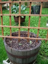 a wooden barrel sitting in the grass next to a planter with plants growing out of it