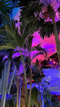 palm trees in front of a purple and blue sky