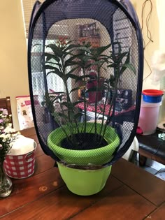 a green potted plant sitting on top of a wooden table