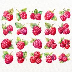 raspberries with green leaves and red berries painted on white paper by watercolor