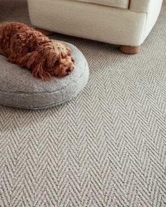 a brown dog laying on top of a cushion