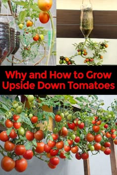 several pictures of tomatoes growing on the vine with text overlay that reads, why and how to grow upside down tomatoes