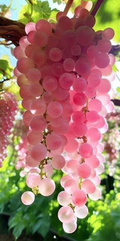 some pink grapes hanging from a tree in the sun with green leaves and flowers behind them