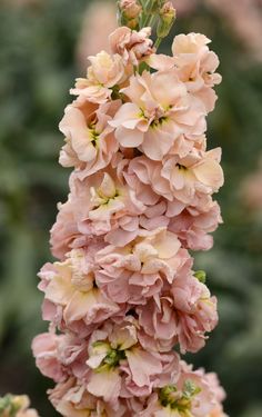 pink flowers are blooming in the garden