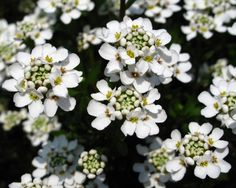 small white flowers with green leaves in the background