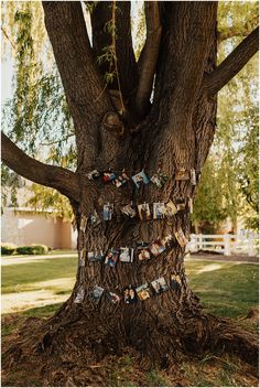 a tree with pictures pinned to it's bark