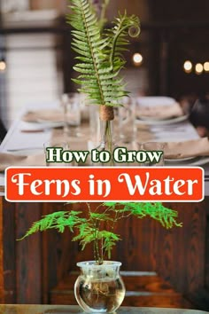 a vase filled with water sitting on top of a table next to a fern plant