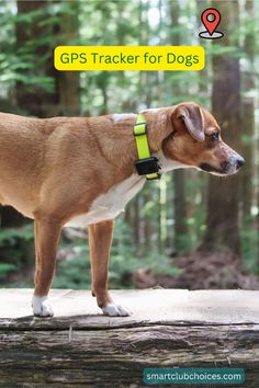 a brown dog standing on top of a log in the woods