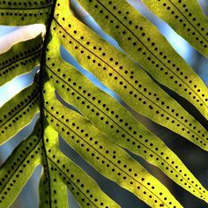 the underside of a green leaf with dots on it's leaves are seen in this photograph