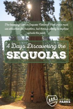 Four Days Discovering the Sequoias