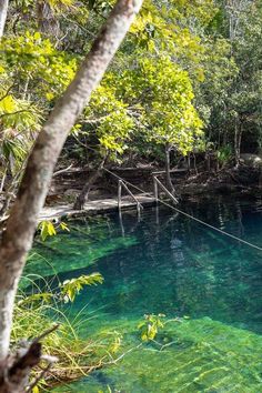 the water is so clear that it looks like they are floating in the river or lake