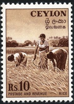 a postage stamp with an image of a woman and two cows in a rice field