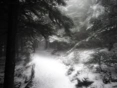 a path in the woods is covered with snow