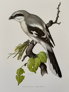 a bird sitting on top of a tree branch next to green leafy branches and leaves