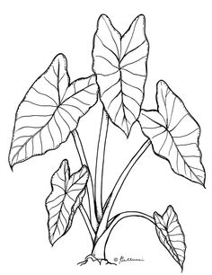 Elephant Ear Plant Tattoo Ideas, Taro Leaf Drawing, Different Plants Drawing, Taro Leaf Tattoo, Taro Plant Drawing, Alocasia Leaf Tattoo, Alocasia Plant Drawing, Taro Plant Tattoo, Alocasia Plant Tattoo