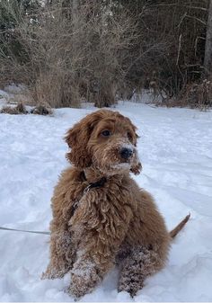 a small brown dog sitting in the snow