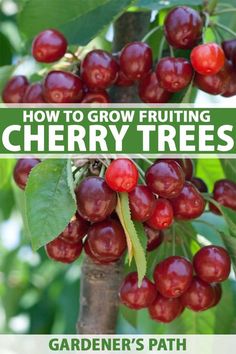 how to grow fruiting cherry trees in your garden's path, from growing cherries to pruning