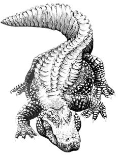 an alligator is shown in this black and white drawing, it's head turned to the side