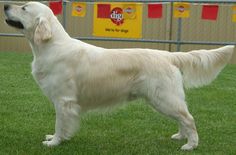 a large white dog standing on top of a lush green field next to a person