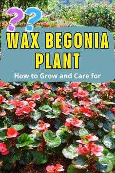 Wax Begonia Care Wax Begonias, Begonia Plant, Dry Leaves, White Flies, Powdery Mildew, Bedding Plants, How To Grow, Flower Beds, Indoor Plants