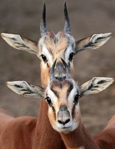 two goats with long horns standing next to each other