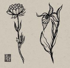 two flowers are drawn in black ink on a white paper