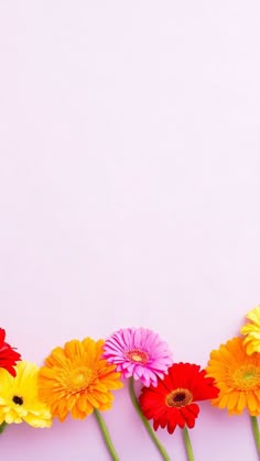 colorful flowers lined up in a row on a pink background